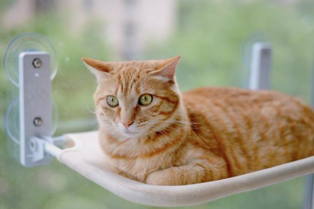 Hamac chaise pour chat : détail produit et avis