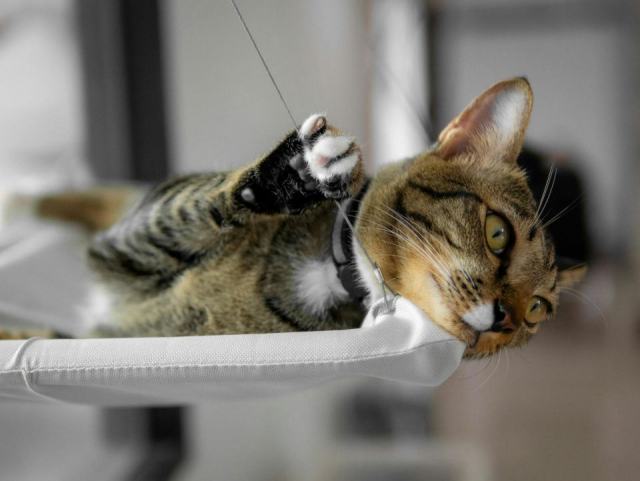 Hamac chaise pour chat : détail produit et avis Hamac chaise pour chat : détail produit et avis