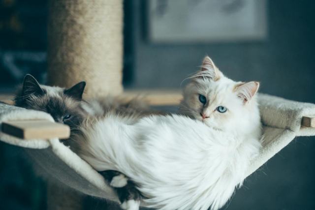Hamac chat arbre : détail produit et avis