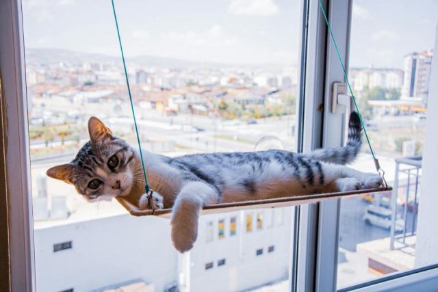 Hamac chat fenêtre design : l'accessoire chat qu'il vous faut