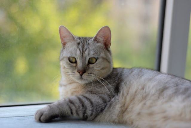 Hamac chat fenetre design : l'accessoire chat qu'il vous faut