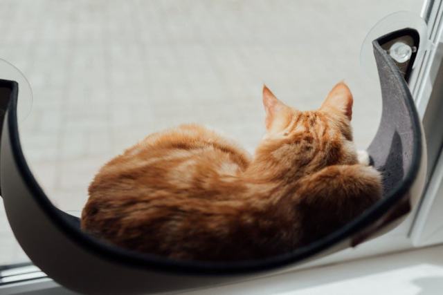 Hamac chat original : détail produit et avis