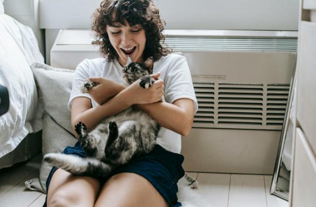 Hamac chat radiateur electrique : détail produit et avis