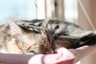Hamac chat radiateur pas cher : accessoire chat kawaii Chat Bada