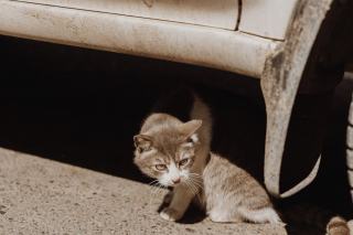 Hamac de voiture pour chat : cadeau chat original sur Chat Bada