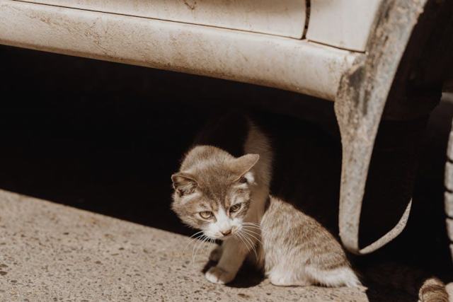 Hamac de voiture pour chat : l'accessoire chat qu'il vous faut