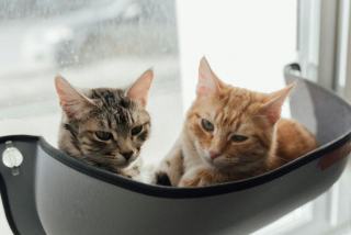 Hamac de voiture pour chat : cadeau chat original sur Chat Bada