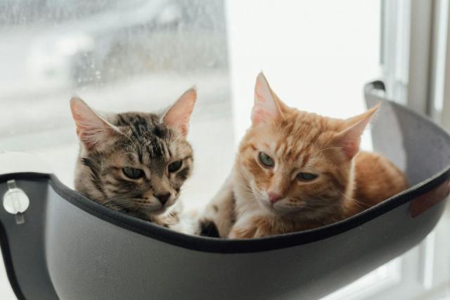 Hamac de voiture pour chat : l'accessoire chat qu'il vous faut
