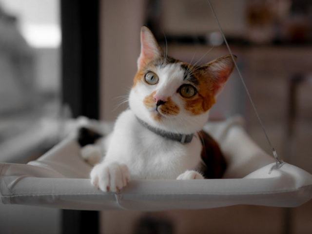 Hamac chat mural : l'accessoire chat qu'il vous faut