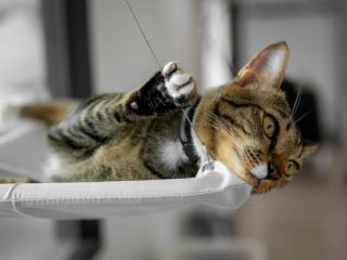 Hamac chat balcon : cadeau chat original sur Chat Bada