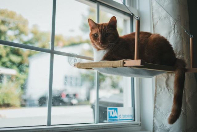Hamac pour chat fenetre : détail produit et avis
