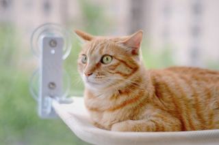Hamac pour chat fenêtre ventouse disponible sur Chat Bada