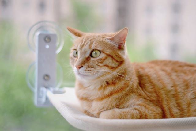 Hamac pour chat fenetre ventouse : l'accessoire chat qu'il vous faut