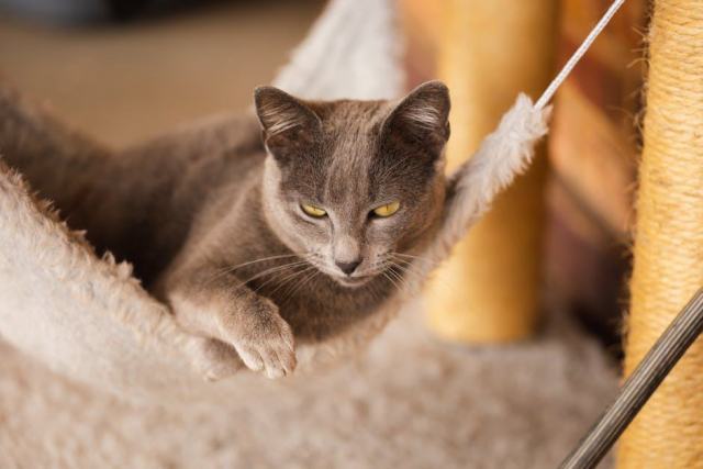 Hamac chat voiture : boutique chat Chat Bada