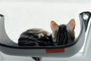 Hamac chat voiture : cadeau chat original sur Chat Bada