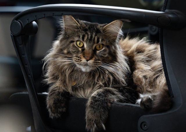 Hamac pour chat sous chaise : l'accessoire chat qu'il vous faut