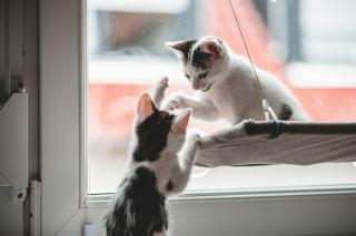 Hamac pour chat vitre : cadeau chat original sur Chat Bada