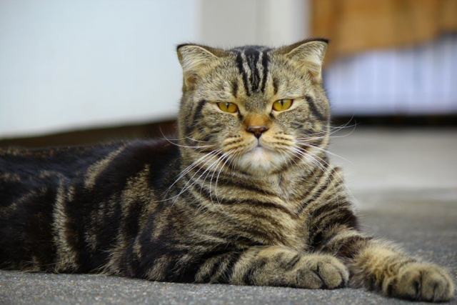 Hamac pour chat vitre : l'accessoire chat qu'il vous faut