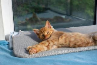 Hamac radiateur chat | Chat Bada