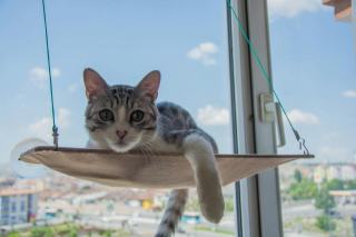 Hamac suspendu pour chat : cadeau chat original sur Chat Bada