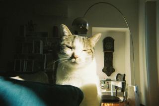 Horloge chat 1 | Chat Bada
