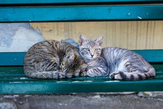 Housse de couette chat 1 personne disponible sur Chat Bada