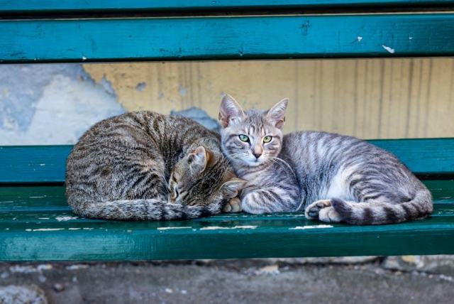 Housse de couette chat 1 personne : l'accessoire chat qu'il vous faut