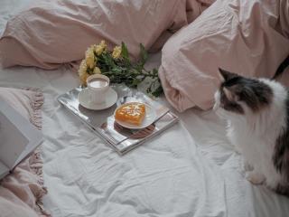 Housse de couette chat 1 personne rose | Chat Bada