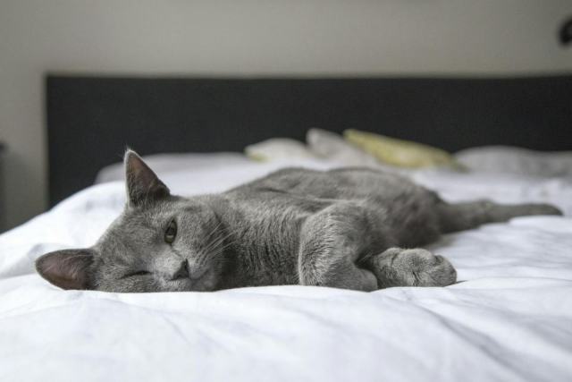 Housse de couette chat 6 : détail produit et avis