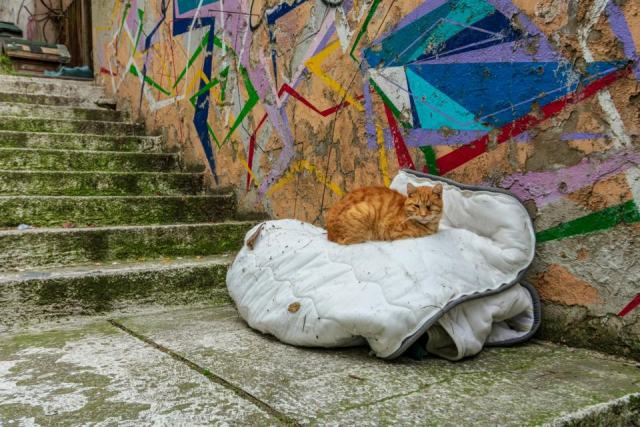 Housse de couette chat de gouttiere : détail produit et avis