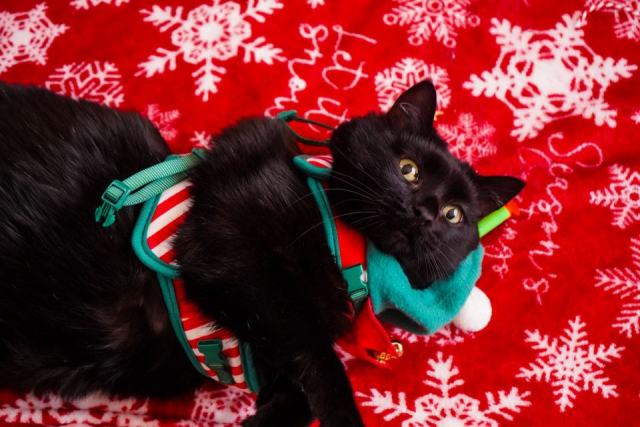 Housse de couette noel : l'accessoire chat qu'il vous faut