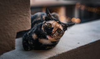 Couette noir : cadeau chat original sur Chat Bada