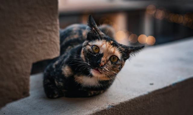 Couette noir : l'accessoire chat qu'il vous faut