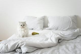 Housse de couette chat persan | Chat Bada