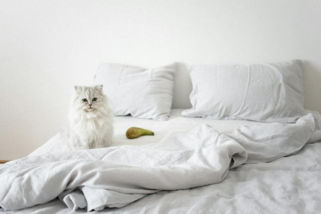 Housse de couette chat persan : détail produit et avis