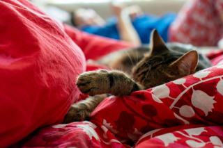 Housse de couette chat tomate : accessoire chat kawaii Chat Bada