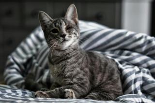 Couette chaton : cadeau chat original sur Chat Bada