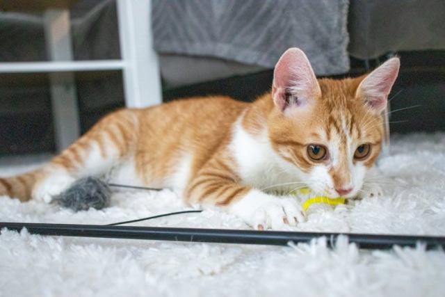 Couette chaton : l'accessoire chat qu'il vous faut