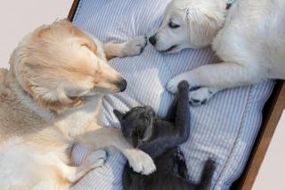 Housse de couette chien et chat disponible sur Chat Bada