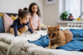 Housse de couette enfant chat | Chat Bada