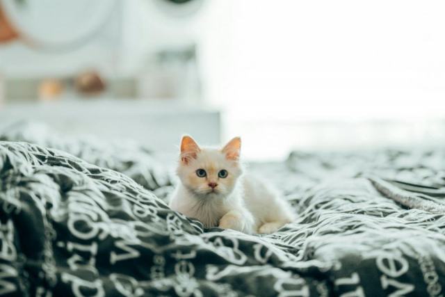Housse de couette chat 220x240 : l'accessoire chat qu'il vous faut