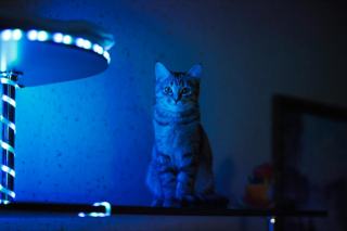 Lampe uv urine chat : cadeau chat original sur Chat Bada