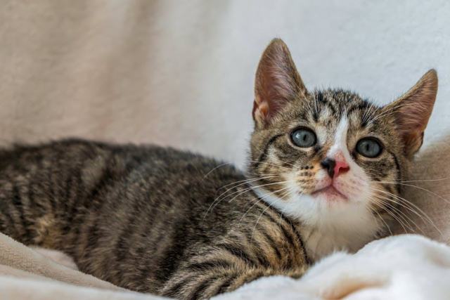 Masque chat dessin : l'accessoire chat qu'il vous faut Masque chat dessin : l'accessoire chat qu'il vous faut