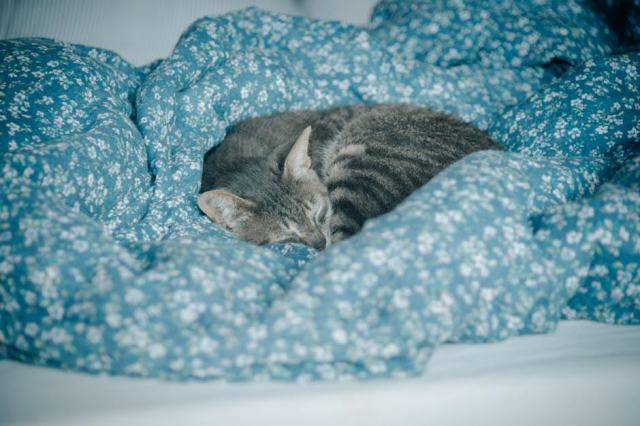 Masque de sommeil chat : détail produit et avis