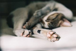 Masque sommeil chat : cadeau chat original sur Chat Bada