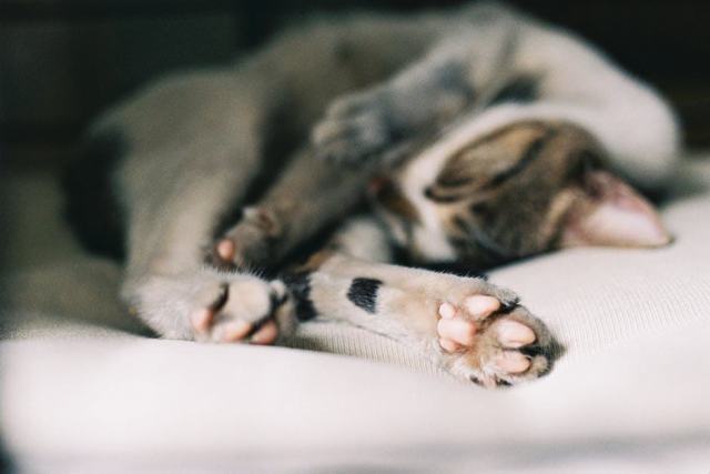 Masque sommeil chat : l'accessoire chat qu'il vous faut