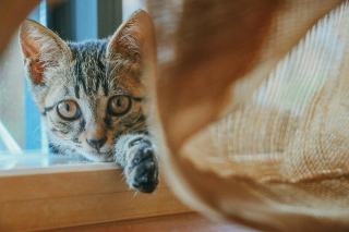Bonjour petit chat : cadeau chat original sur Chat Bada