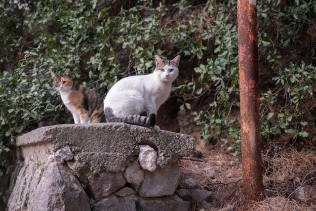 Mug chat alice au pays des merveilles : l'accessoire chat qu'il vous faut