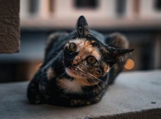 Mug chat avec couvercle : cadeau chat original sur Chat Bada