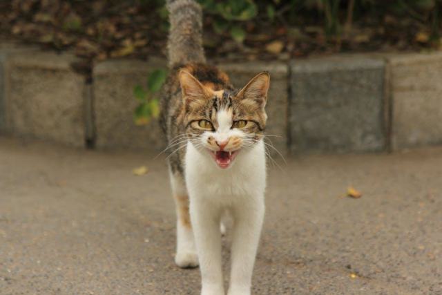 Tasse patte de chat : l'accessoire chat qu'il vous faut